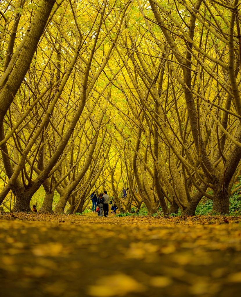 🍂 다루미즈 천본 은행나무 정원(타루미즈 센본 이초엔) 이미지 9